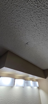 Ceiling in the main room