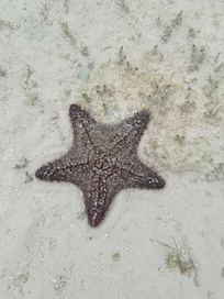 Found in shallow water steps from our villa.