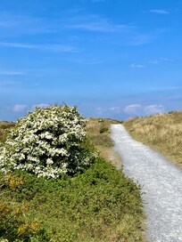 Dünen