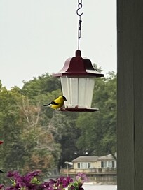 Fun birdwatching! Even saw a bald eagle fly by but not quick enough to get pic.