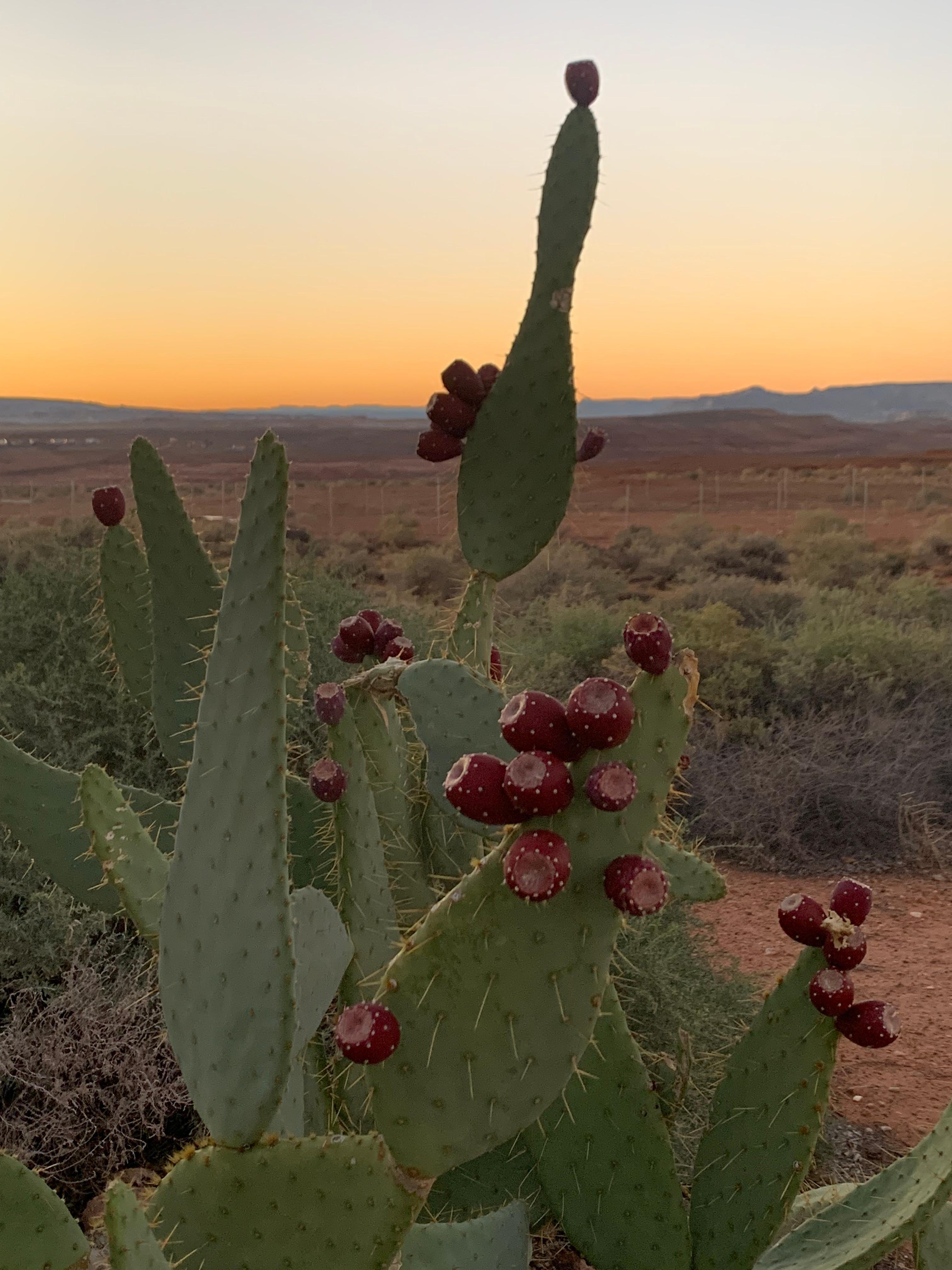 Cactus on the back patio with desert view