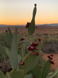 Cactus on the back patio with desert view