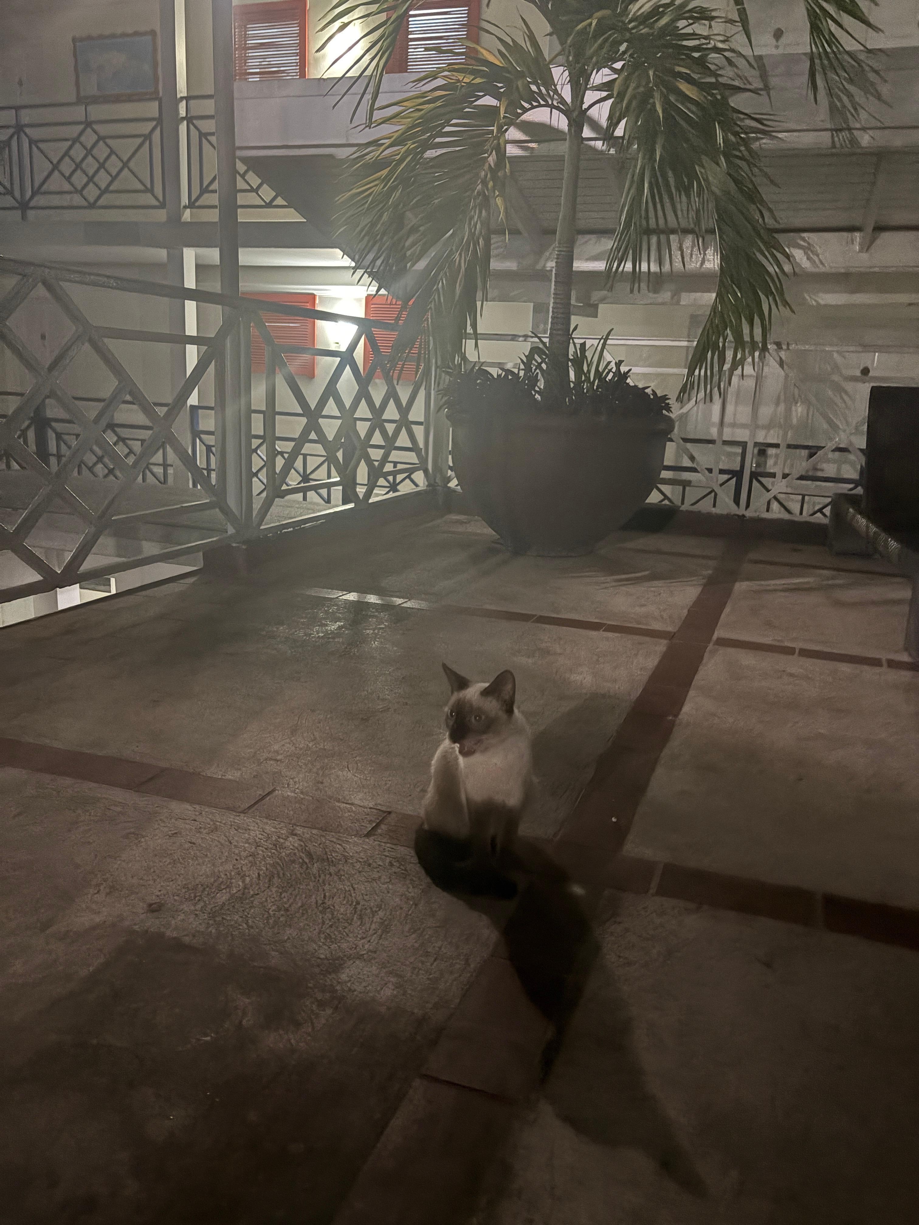 Cute Siamese cat on the property that is so cute and sweet 