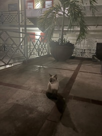 Cute Siamese cat on the property that is so cute and sweet