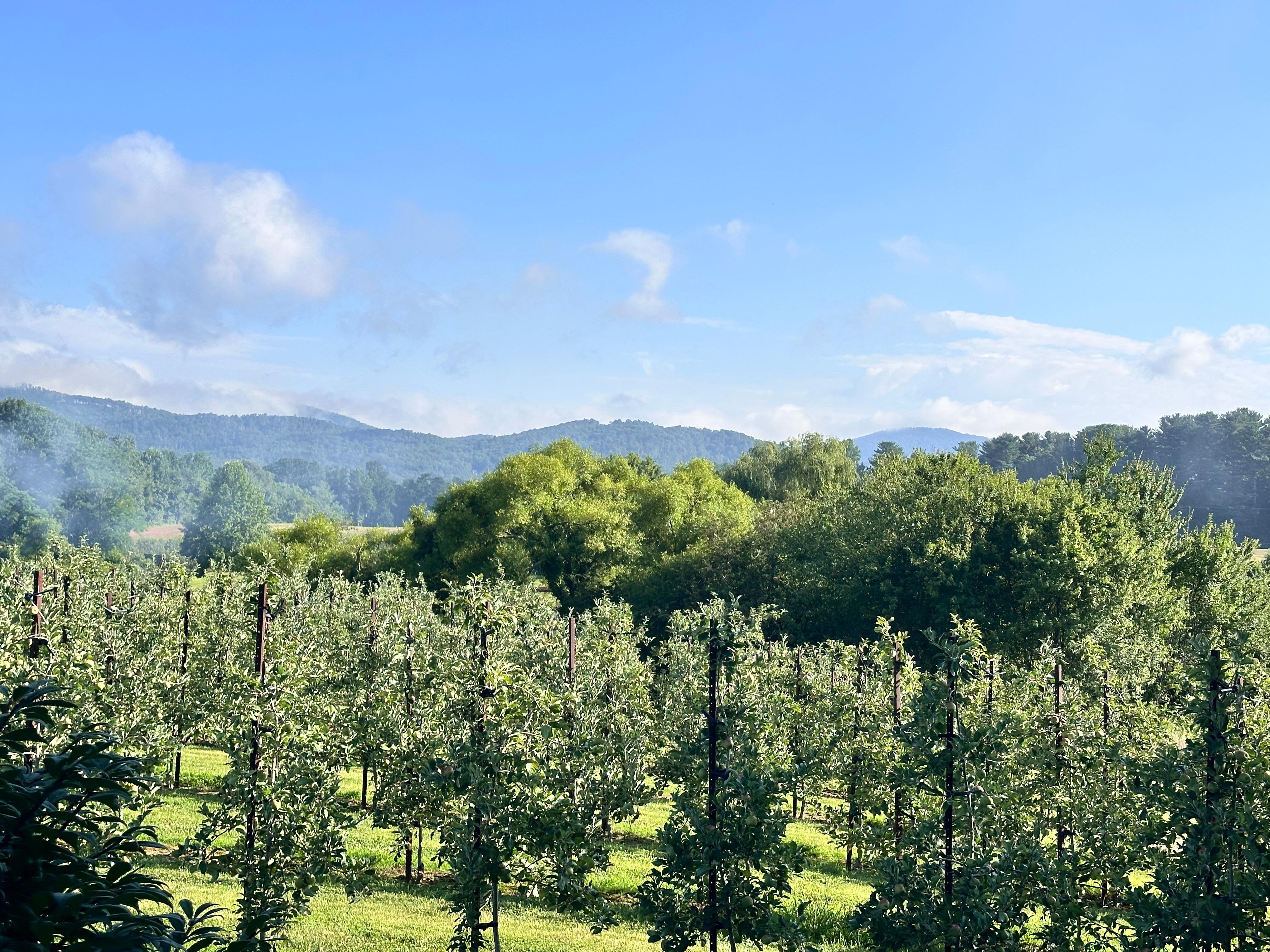 This was our view every morning, having coffee, and in the evening when it cooled off having a cocktail. Just wonderful.