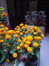 Se estaban preparando para el día de muertos