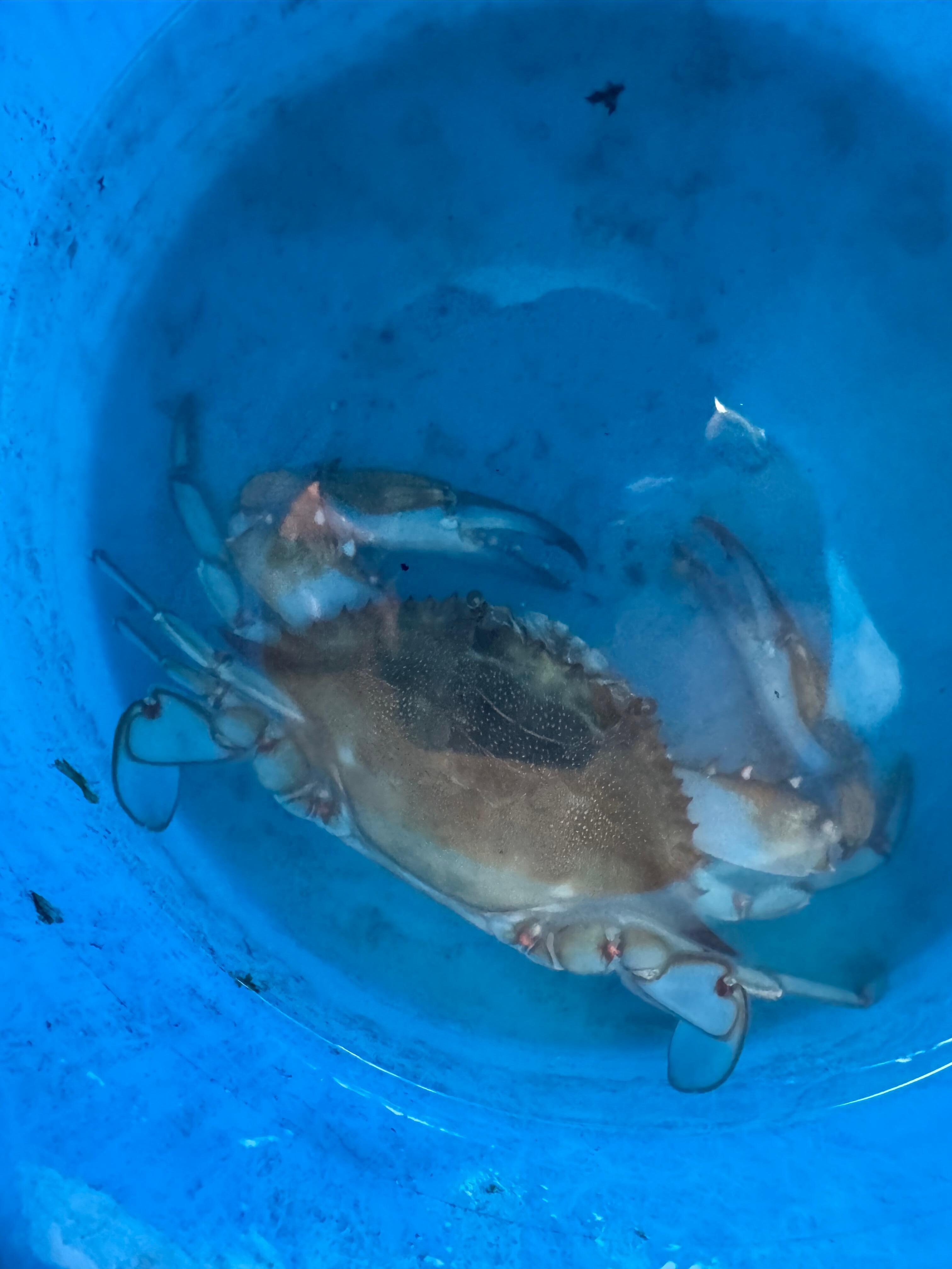 Blue crab took a picture and set free. Lucky cause we love crab.