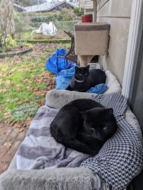 Kitties on their cushions