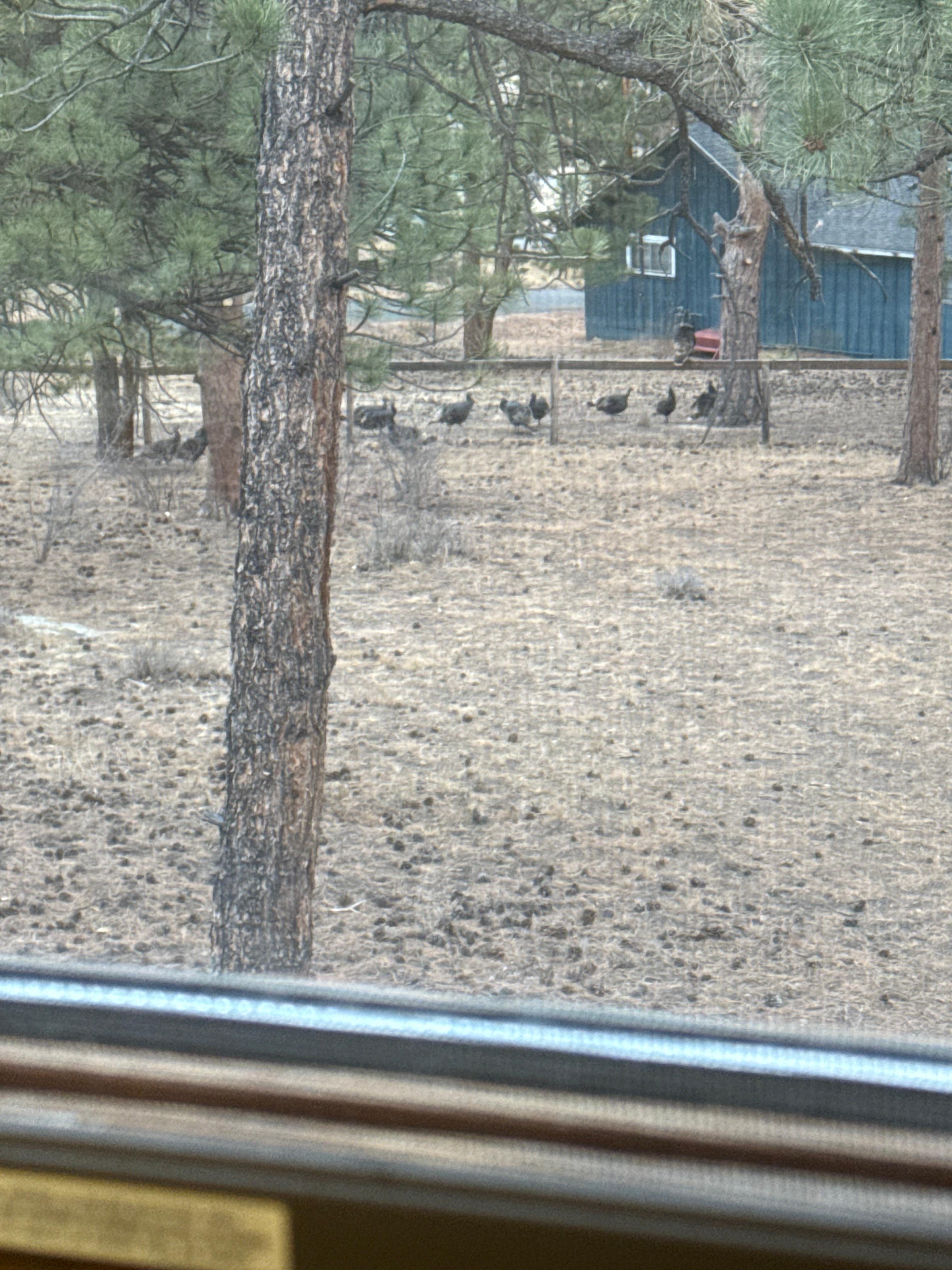 Turkeys moving in to roost for the night.