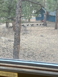 Turkeys moving in to roost for the night.