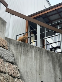 Kitty cat