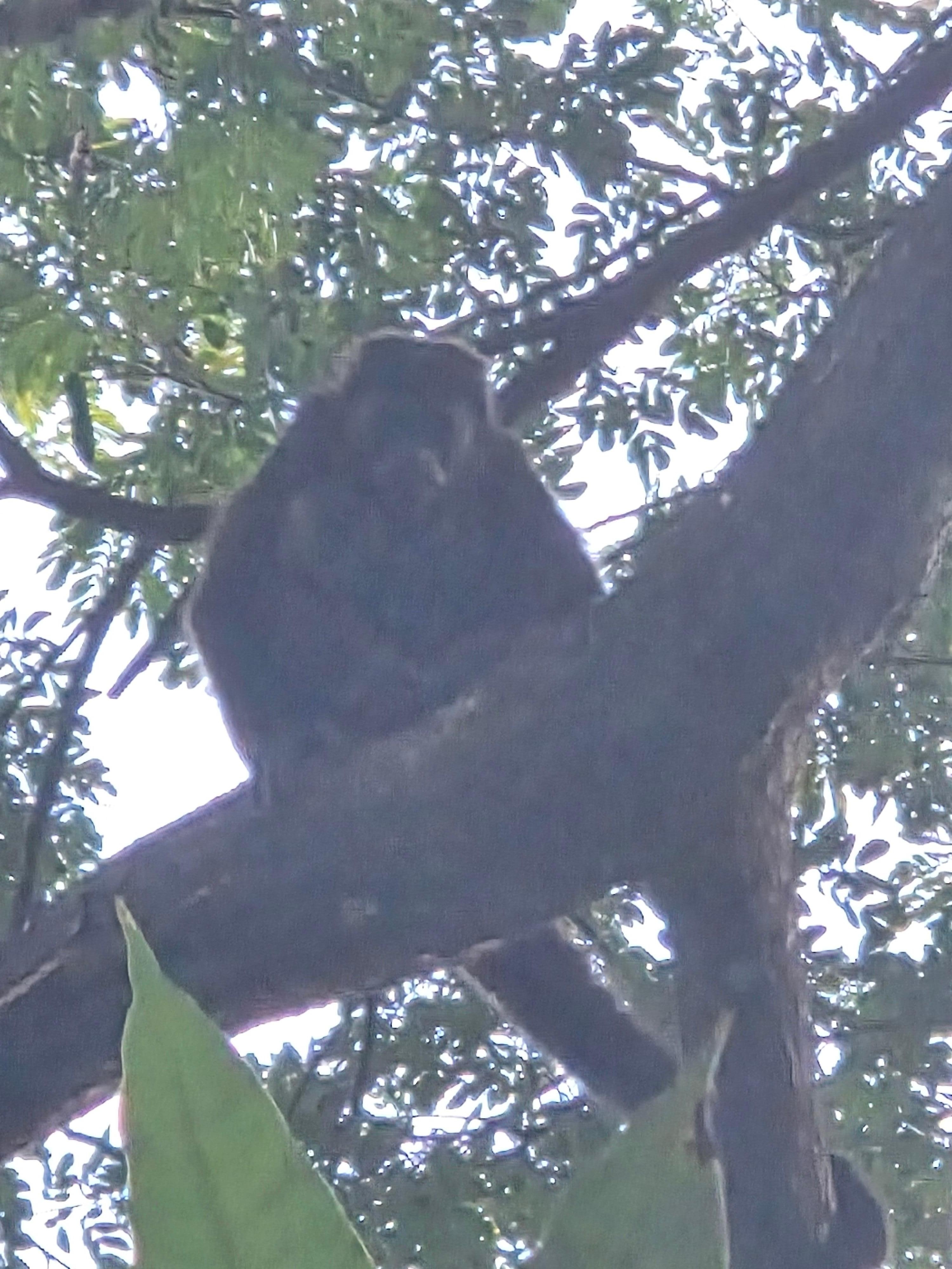Monkeys were in the trees with babies right overhead