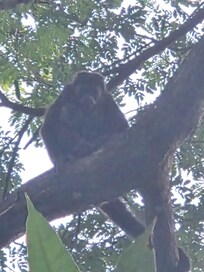 Monkeys were in the trees with babies right overhead