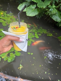 My daily mango smoothie by the koi fish pond