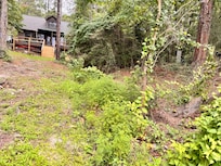 Over grown bushes