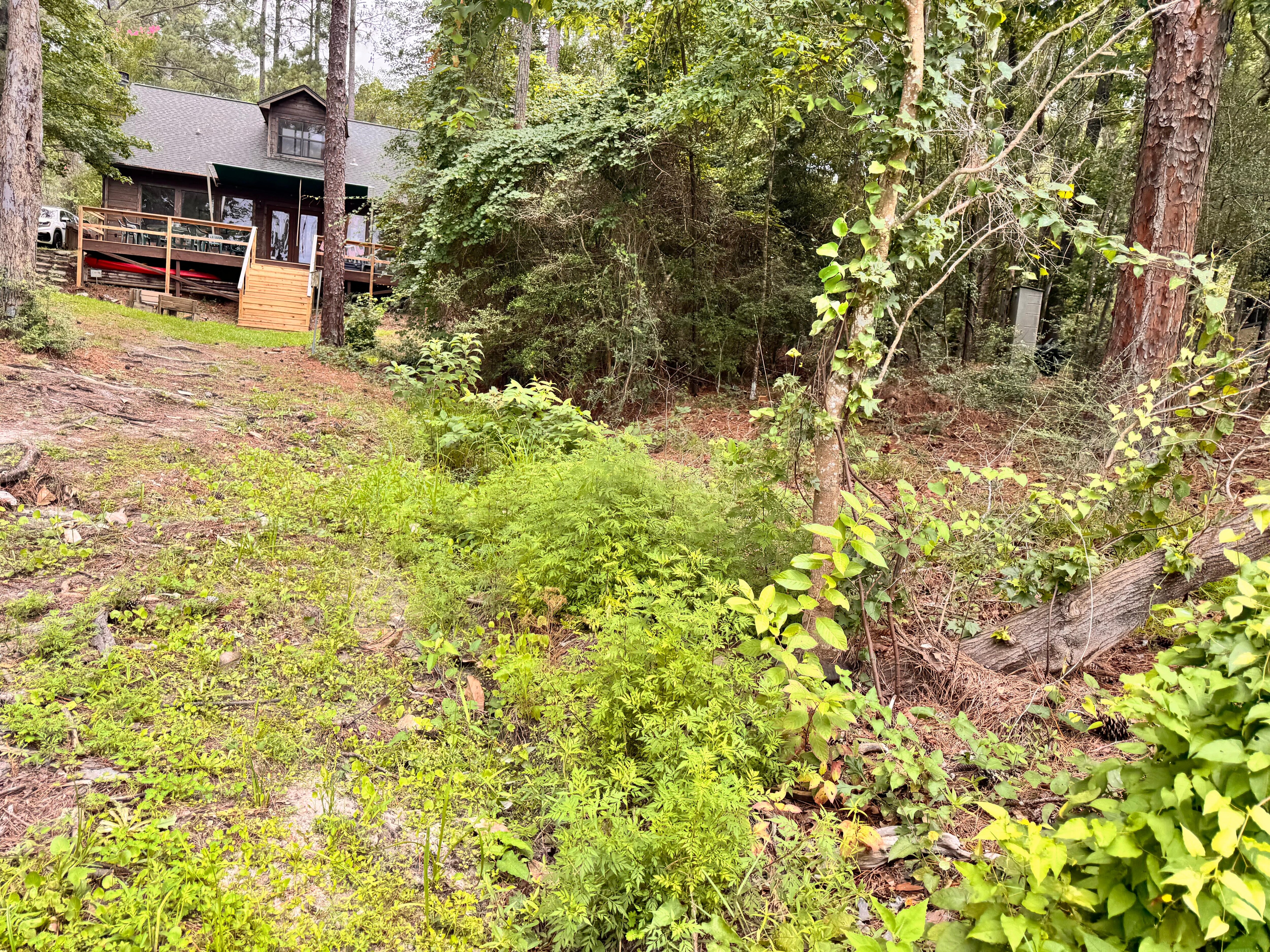 Over grown bushes
