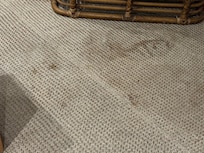 Stained rugs and furniture