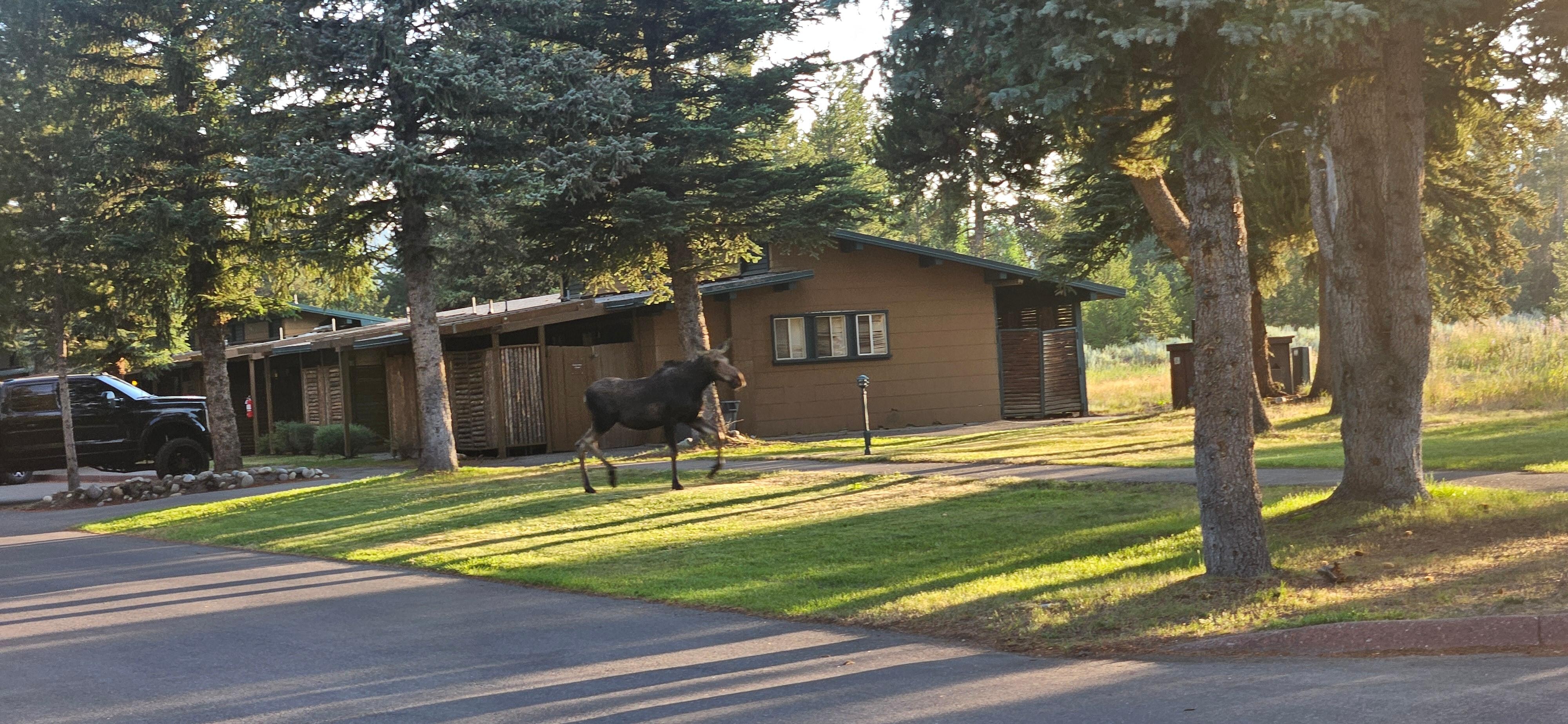 Morning view of moose and squirrel from our cabin