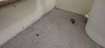 Filth behind the bin in the toilet