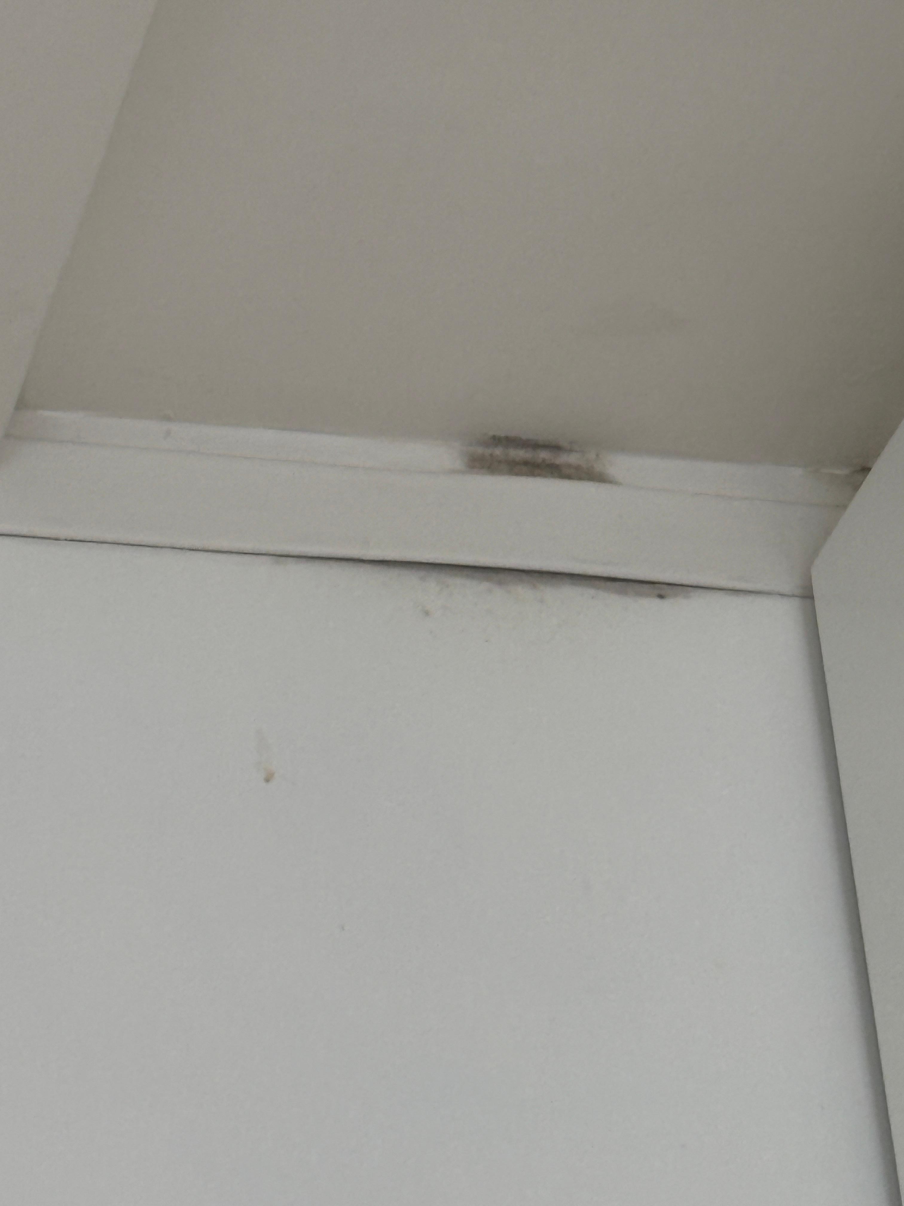 Black mold at ceiling in the kitchen