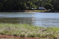 Egret landing