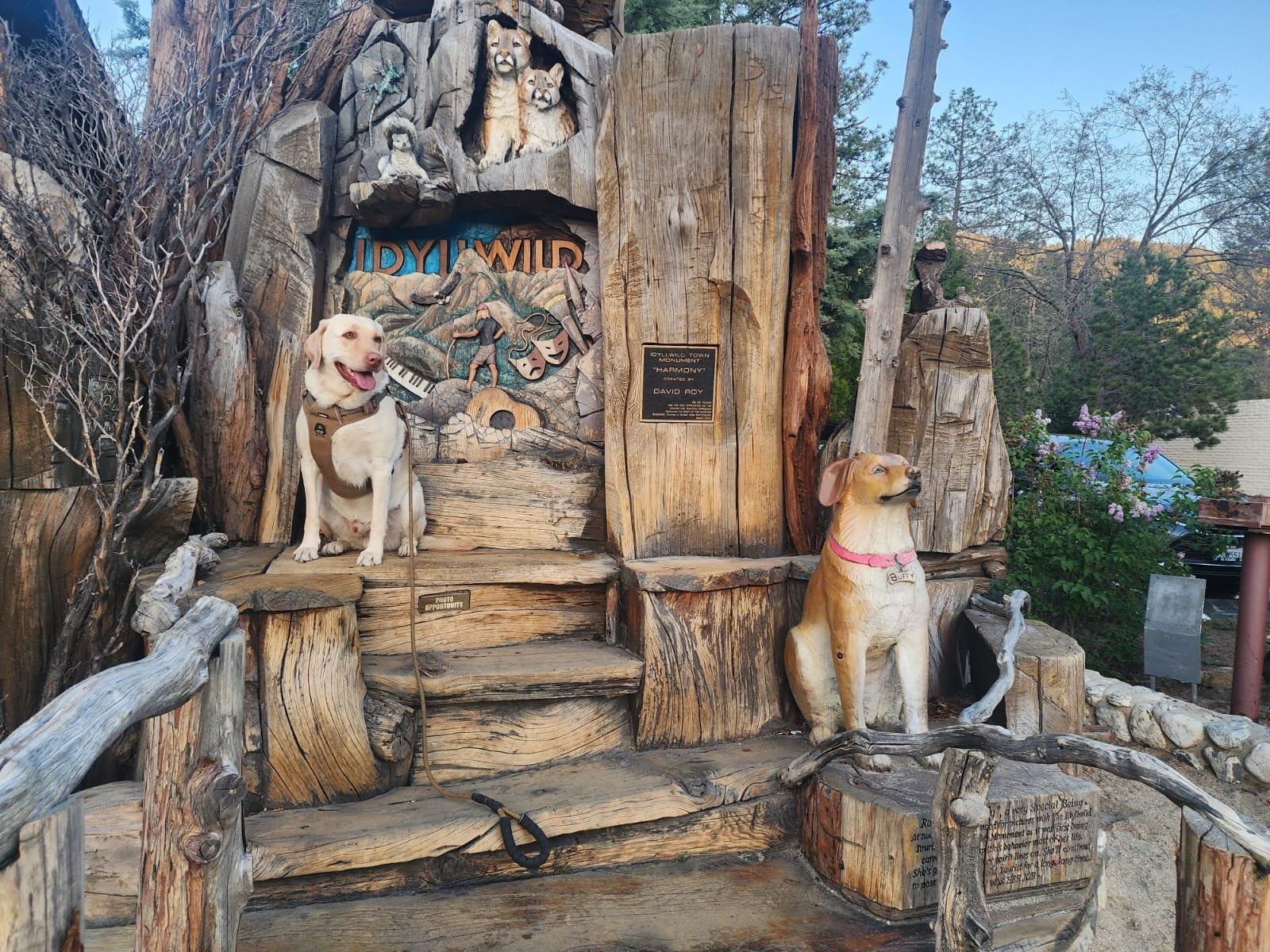 Not exactly on the property, but definitely related! Our Yellow Lab, Max, has decided to apply for the position of Food Tester in the current Idyllwild administration ( mayor Max III ) so we’re coming back