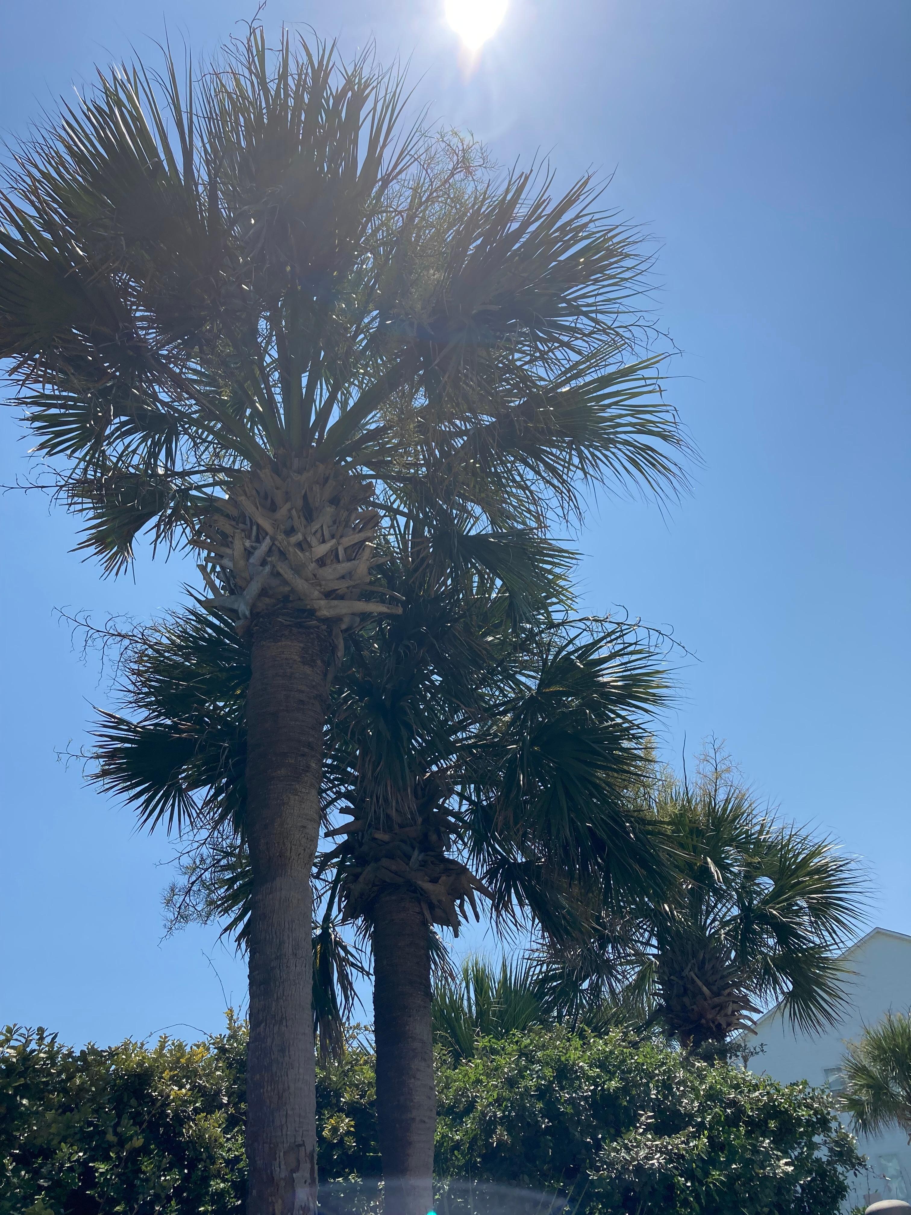 Trees across from house