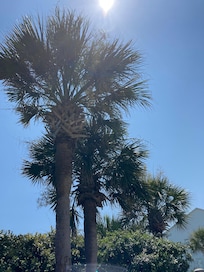 Trees across from house