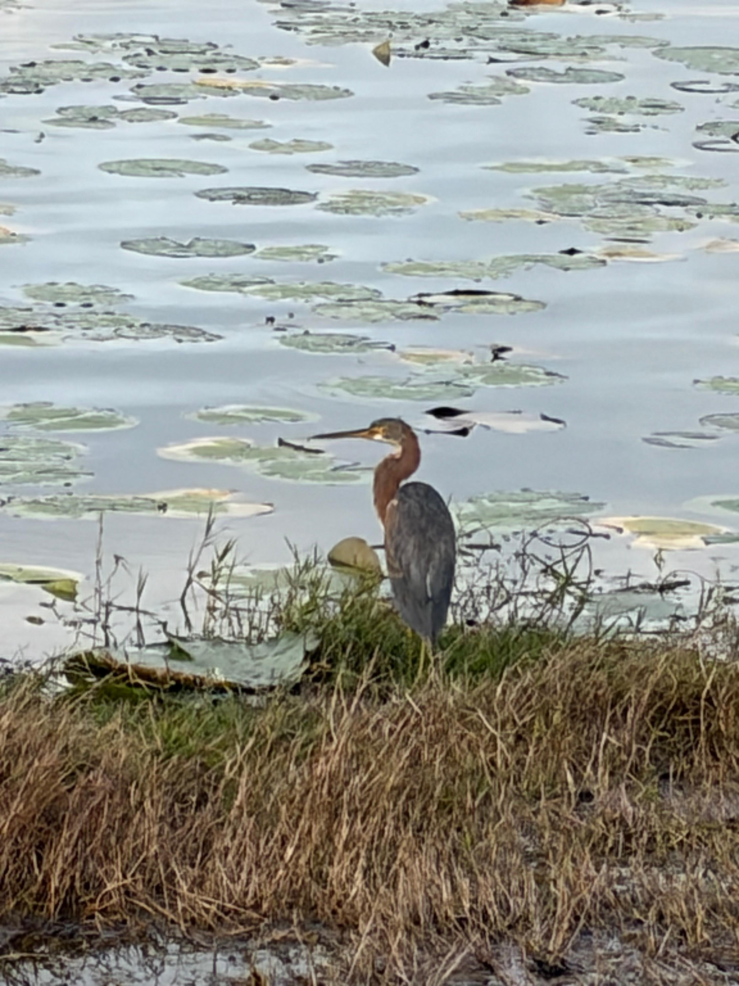 Tricolored egret
