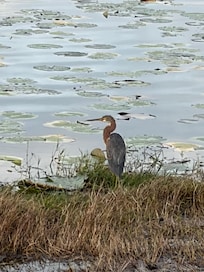 Tricolored egret