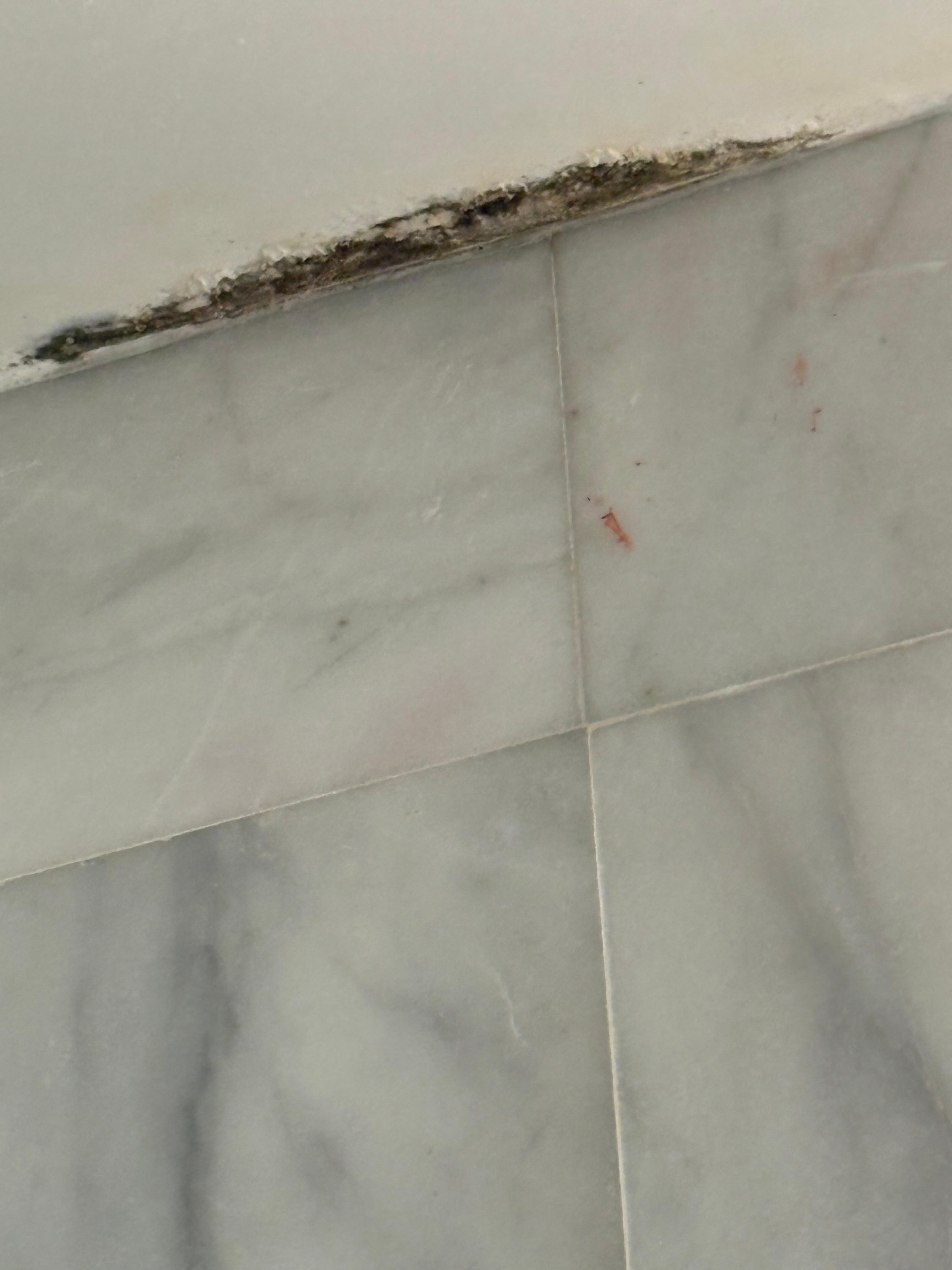 Ladies and gentlemen here’s the MOLD…