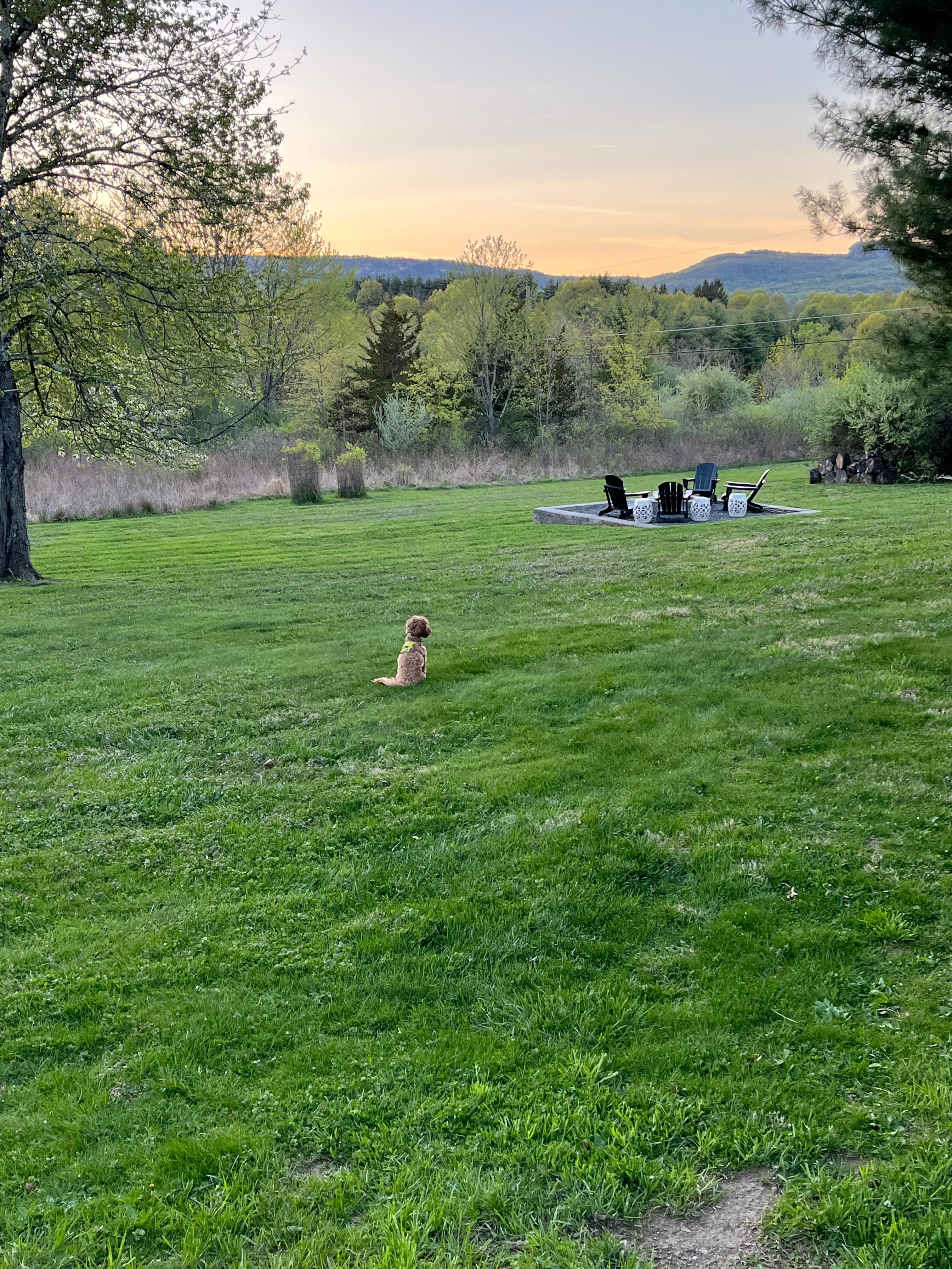 My pup enjoying