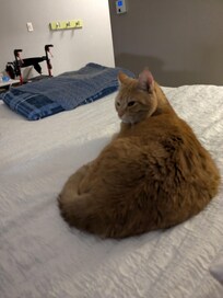 Aslan giving his approval of the room.