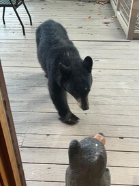 A bear that came to our cabin