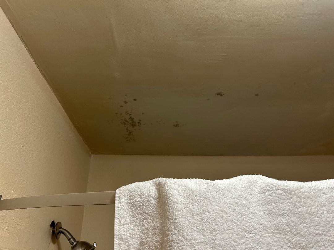mold in top of the shower