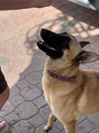 Neighbor dog from across the street