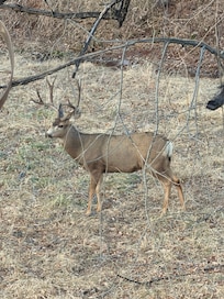 Mule deer
