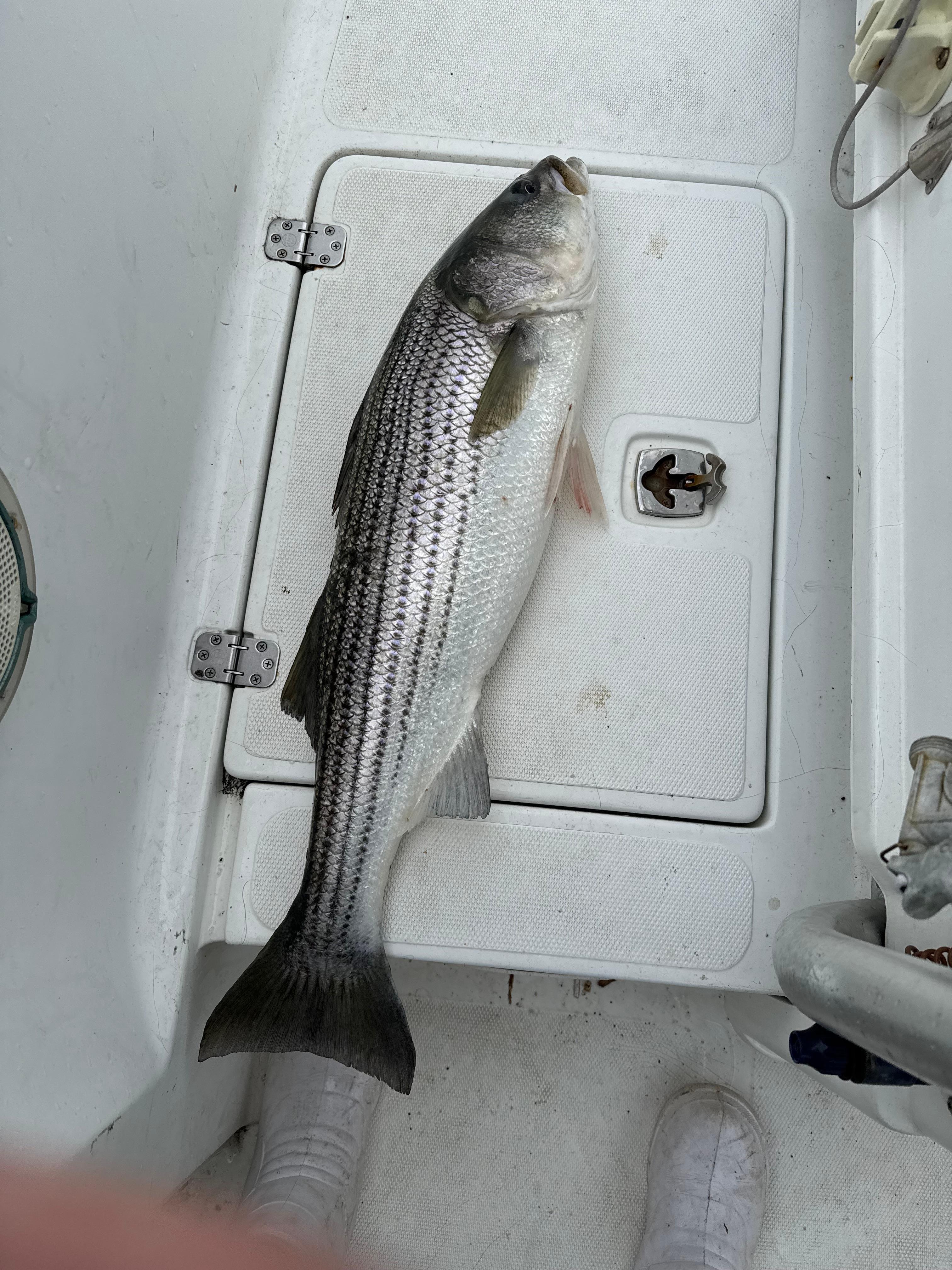 29” striper