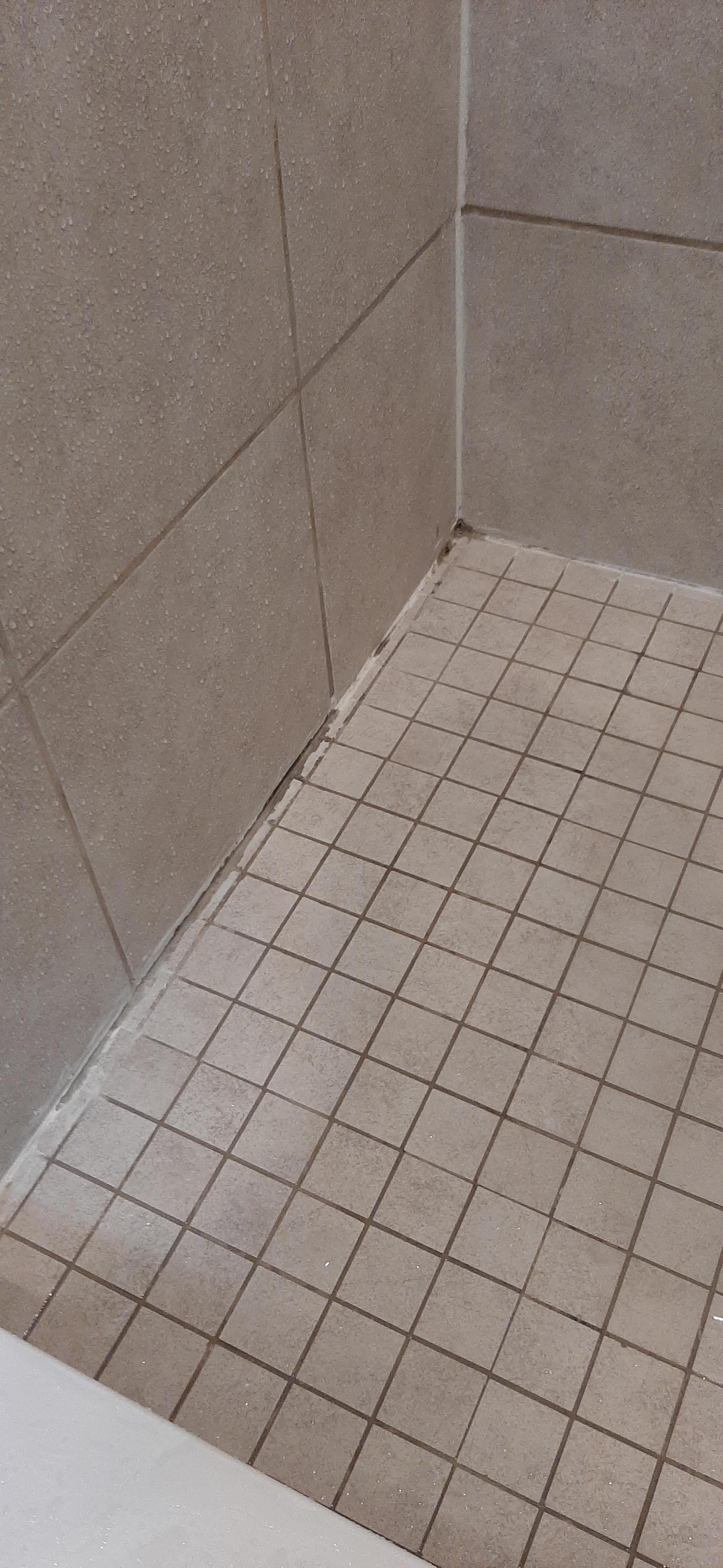 Mold in shower