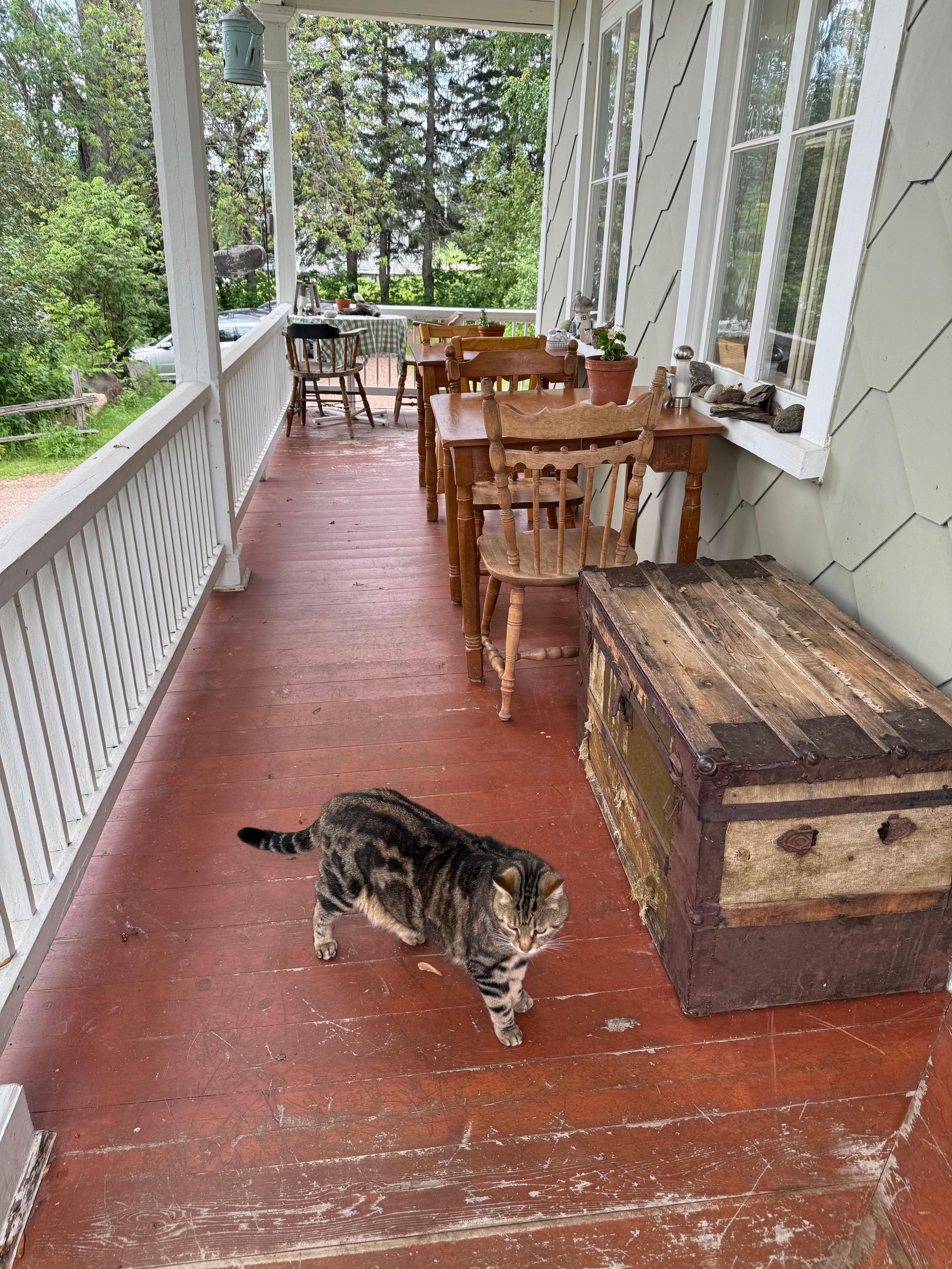 One of the cats on the front porch