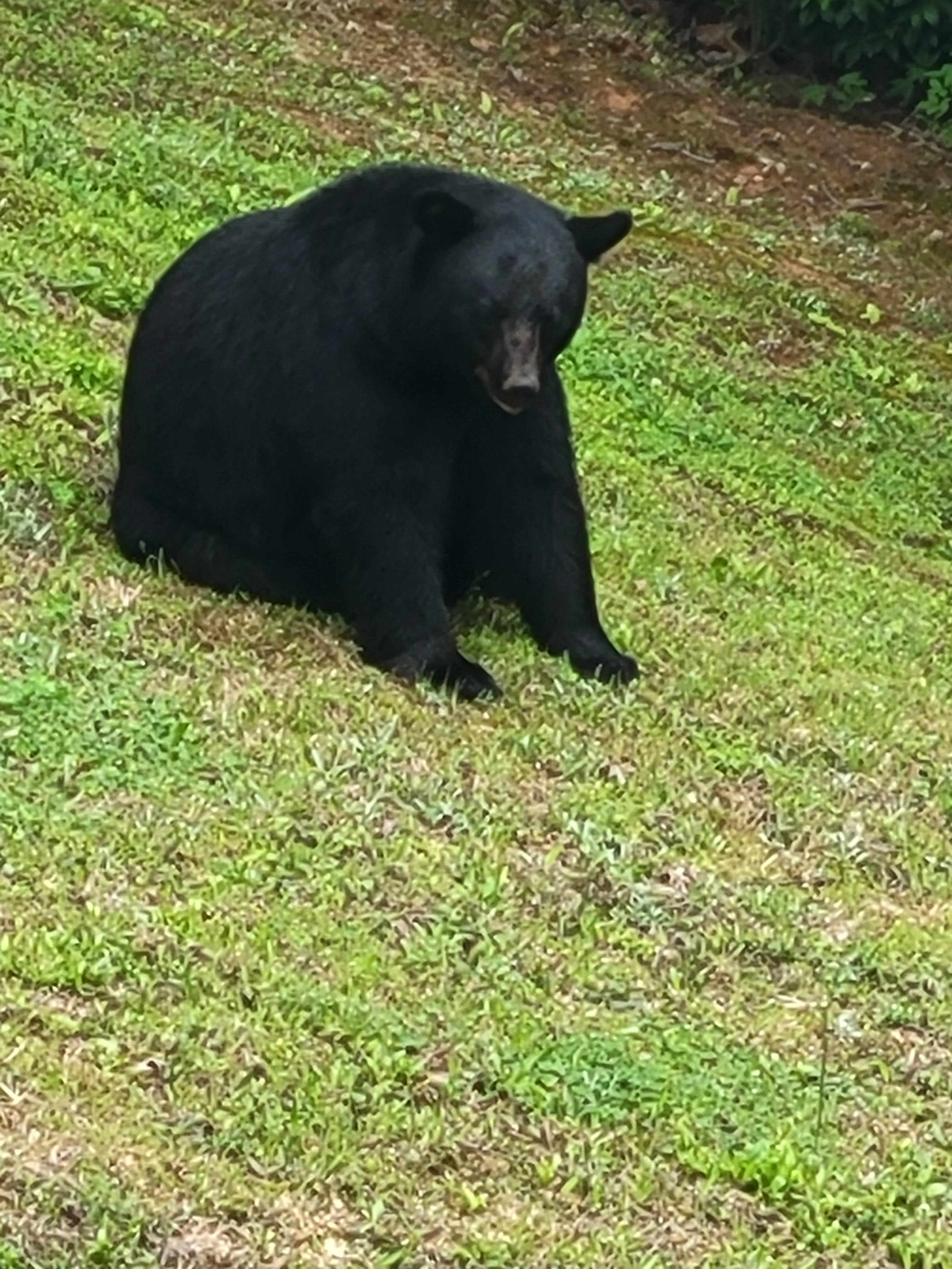 Black bear in the yard. 