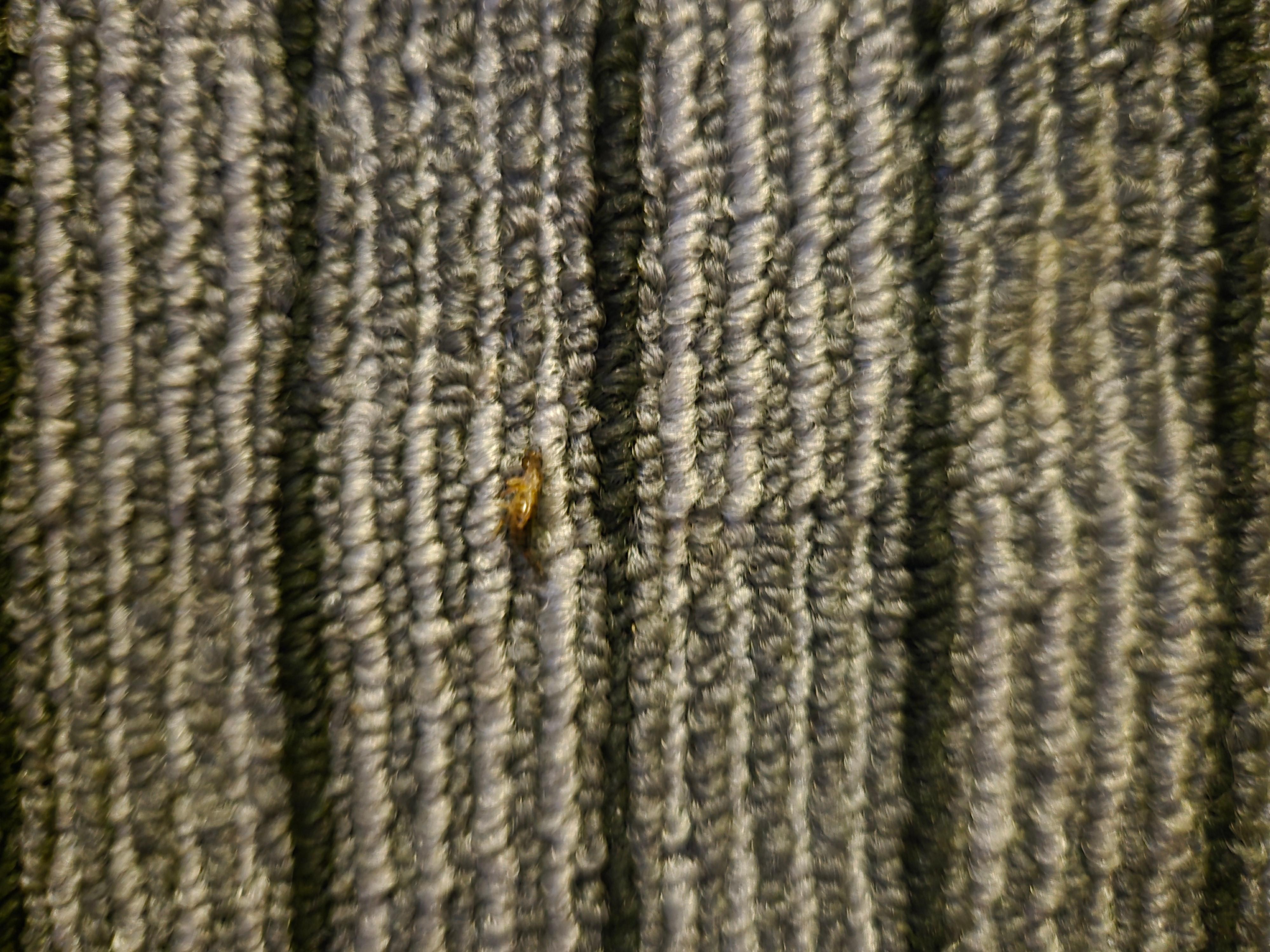 Bugs crawling on the floor