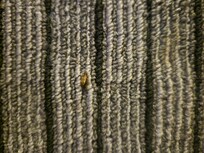 Bugs crawling on the floor