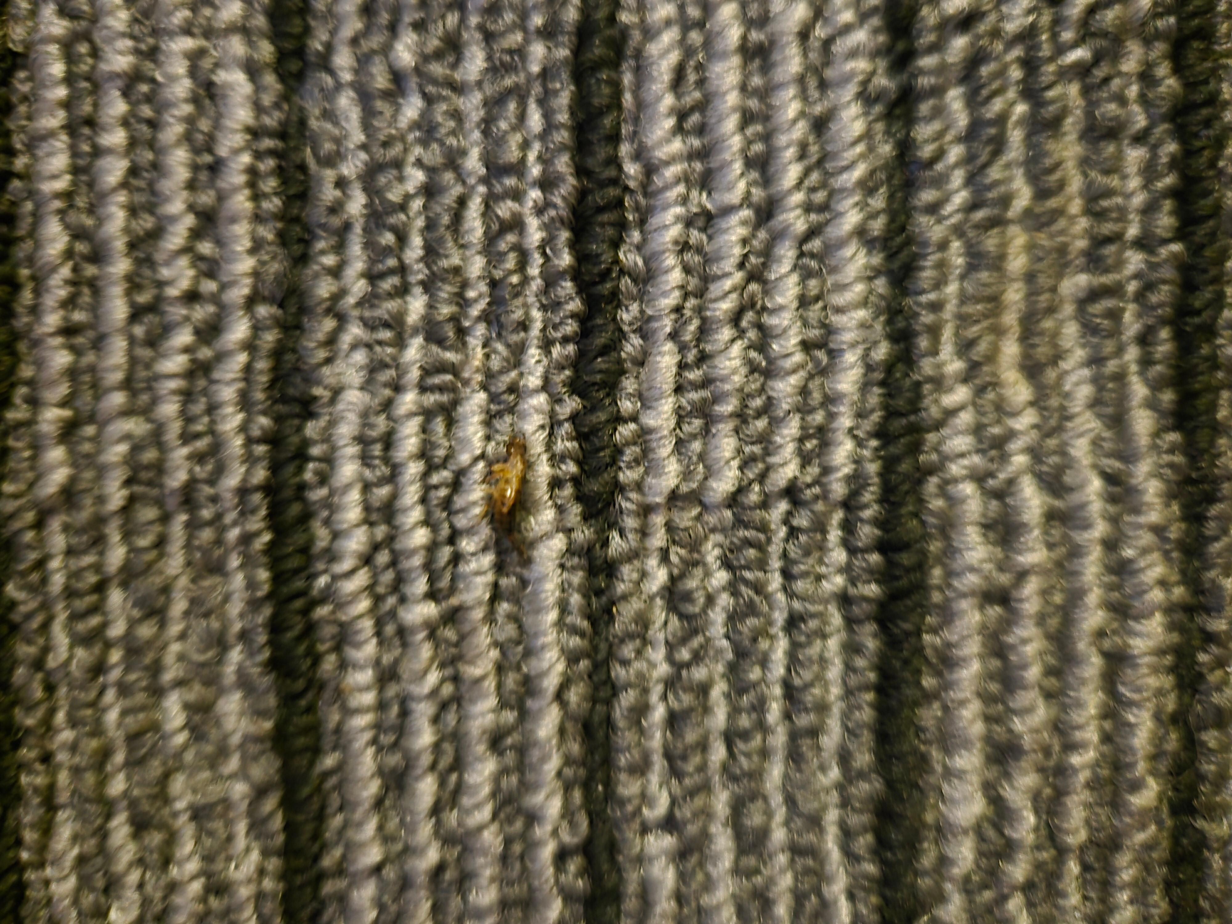 Bugs crawling on the floor