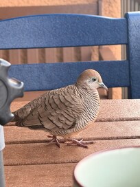 A guest at breakfast.