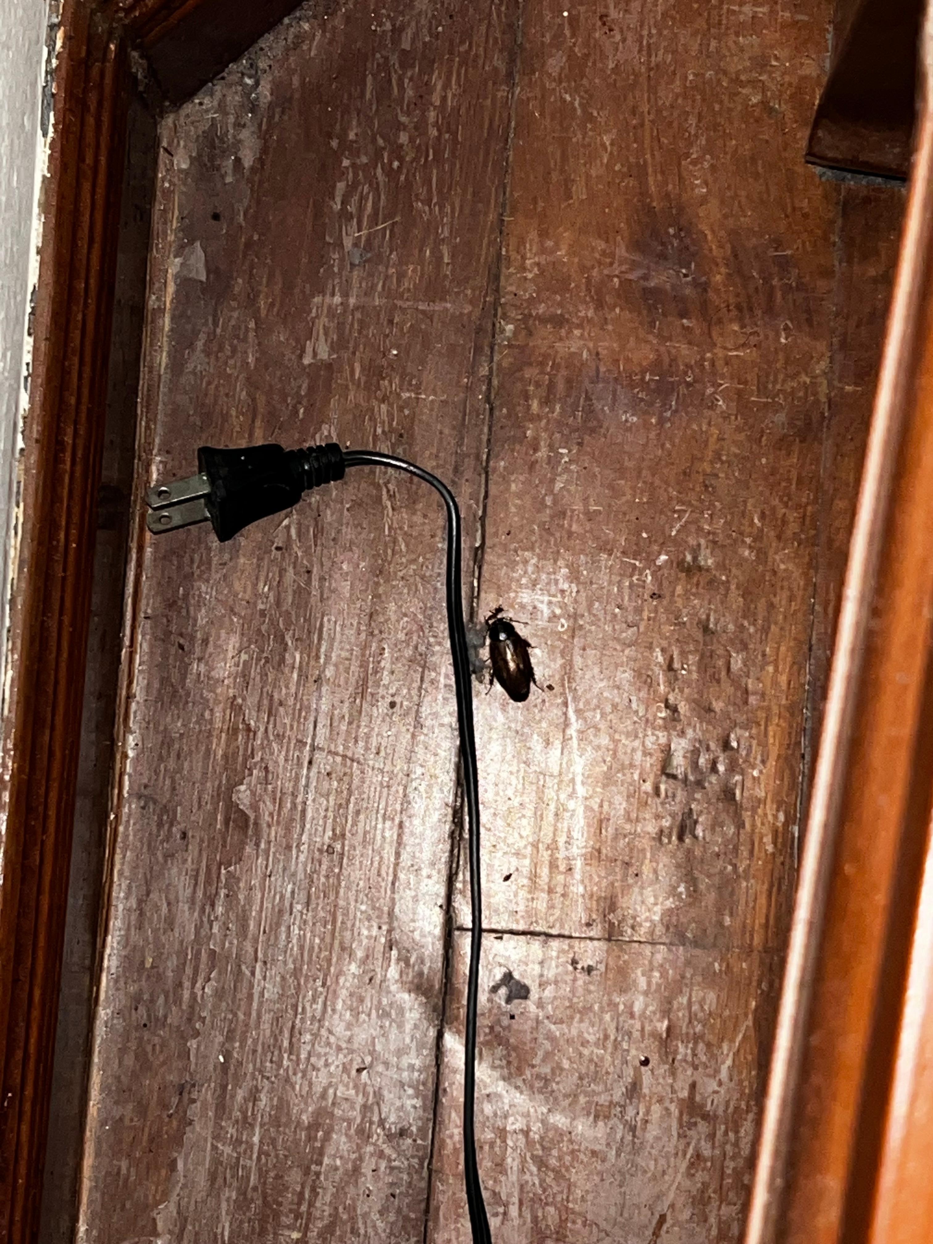 One of the cockroaches in my room; next to my bed