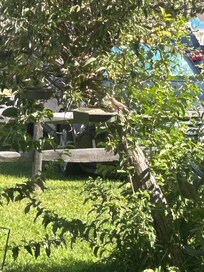 I hung a bird feeder for our visit and got a bunch of red winged black birds!