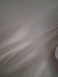 Makeup? Bedbugs? Not sure.