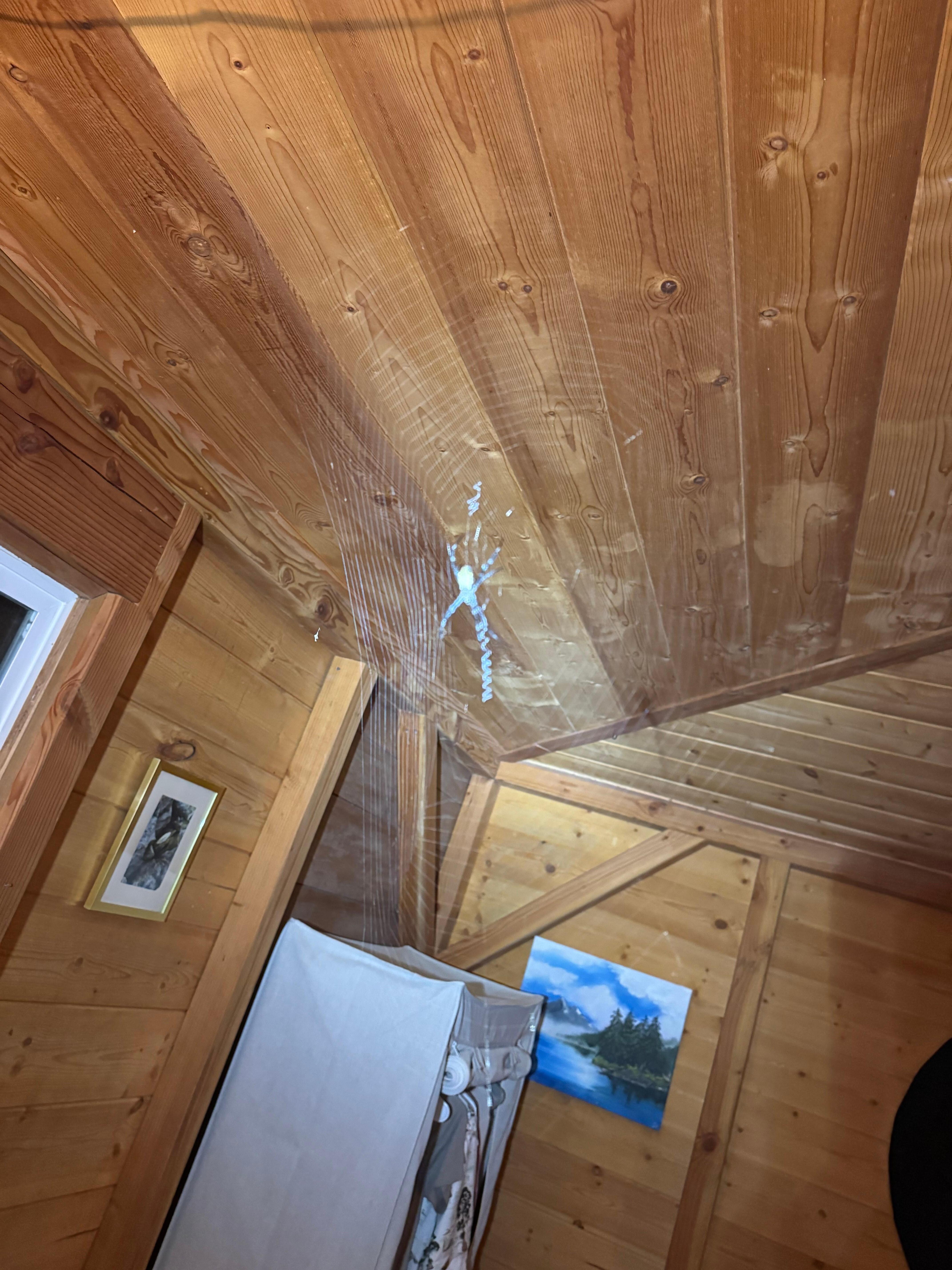 Giant spider hanging over my head when I woke up 