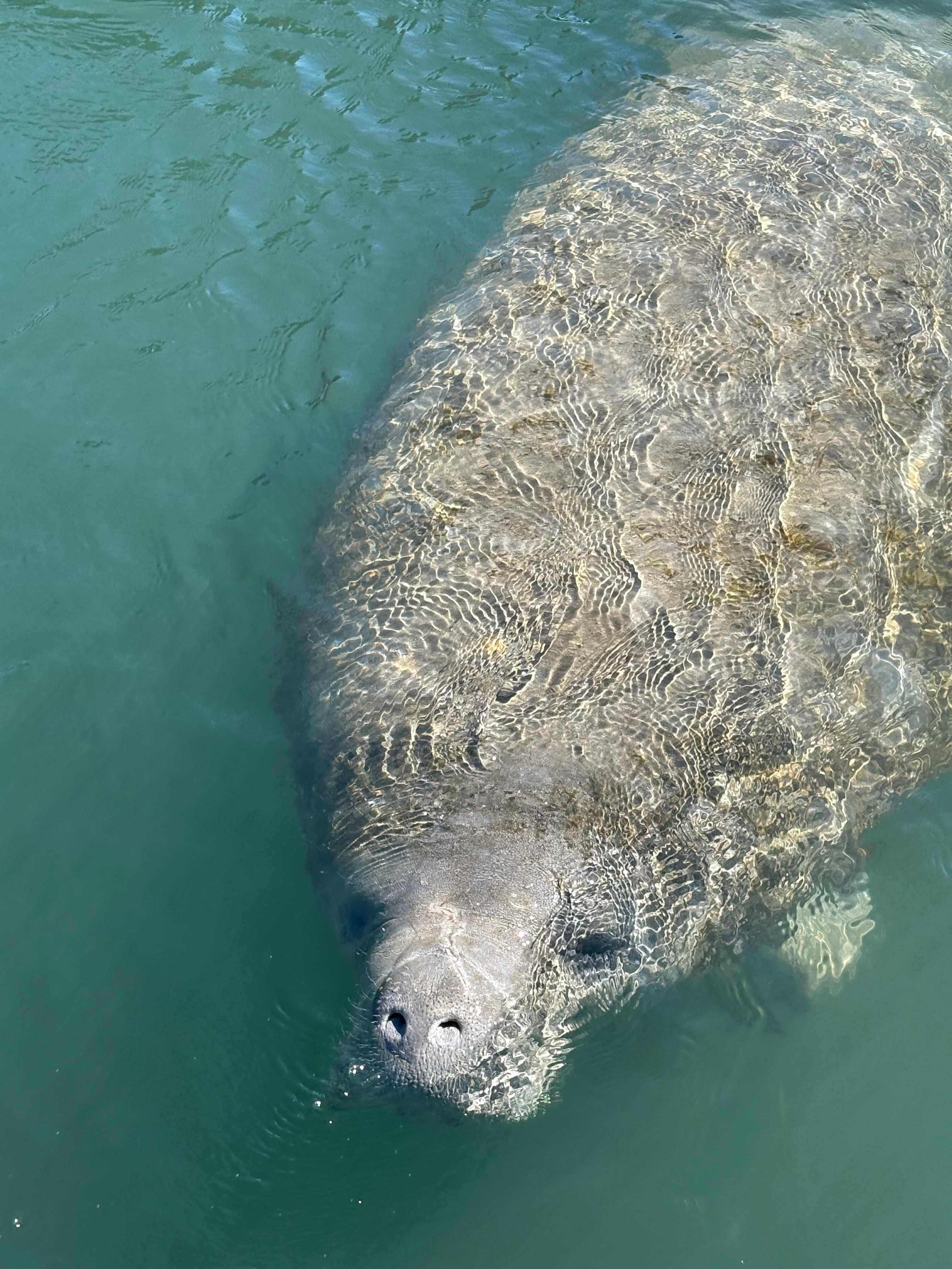 Lots of manatees to see!